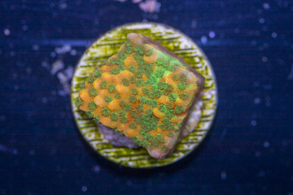 Montipora - Gold Rush