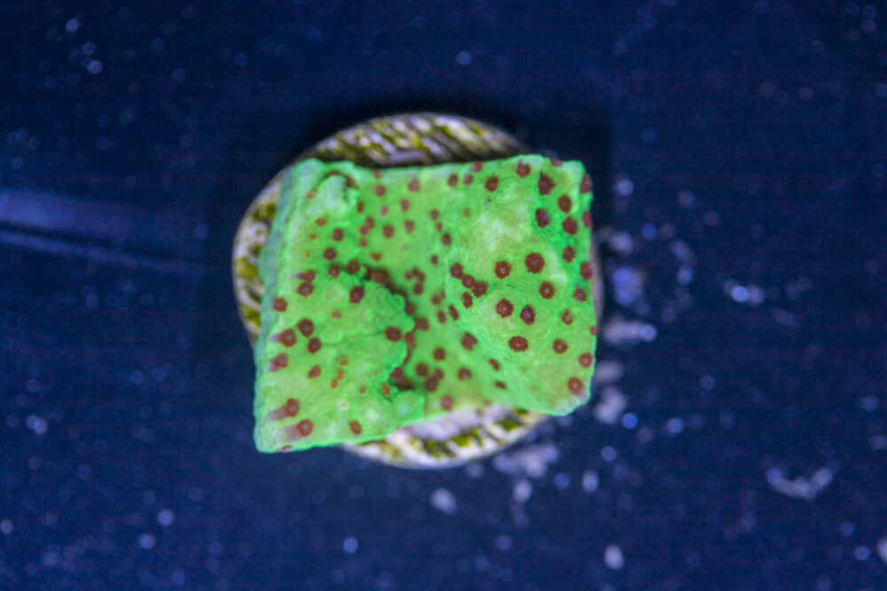 Montipora - Chilli Pepper