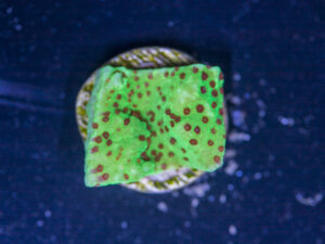 Montipora - Chilli Pepper