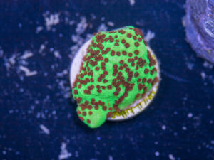 Montipora - Chilli Pepper