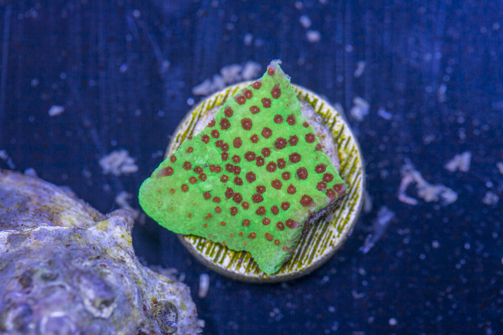 Montipora - Chilli Pepper