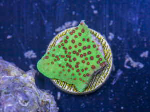 Montipora - Chilli Pepper