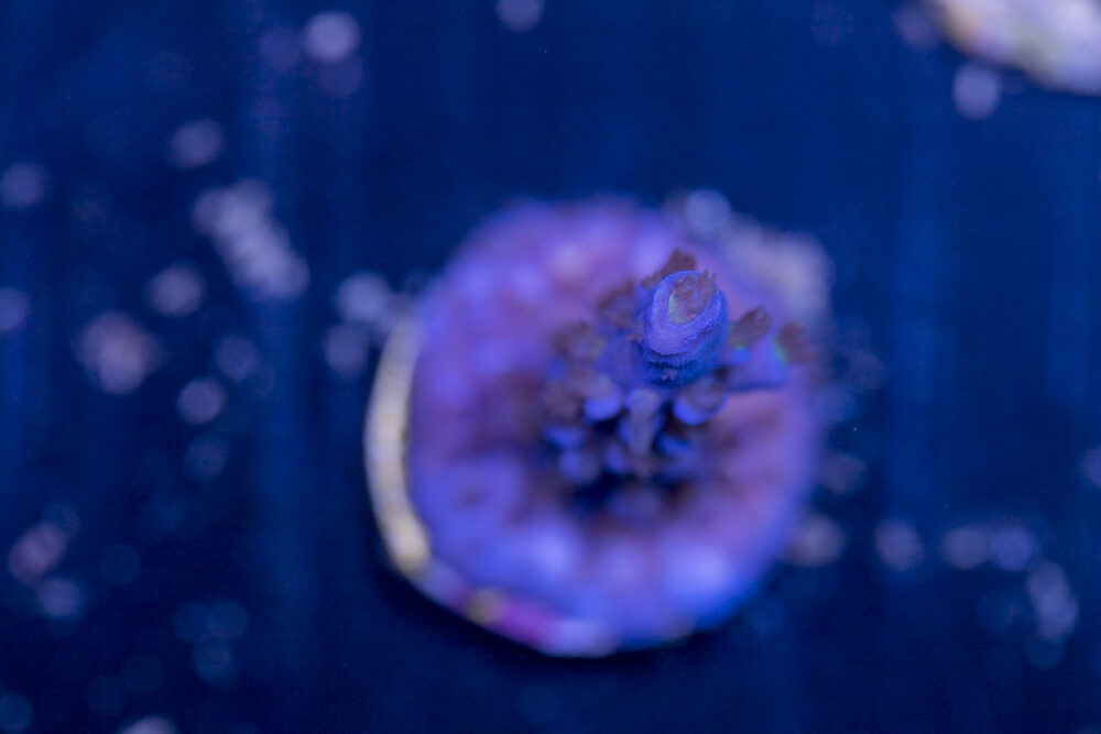 Acropora