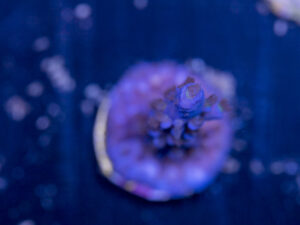 Acropora