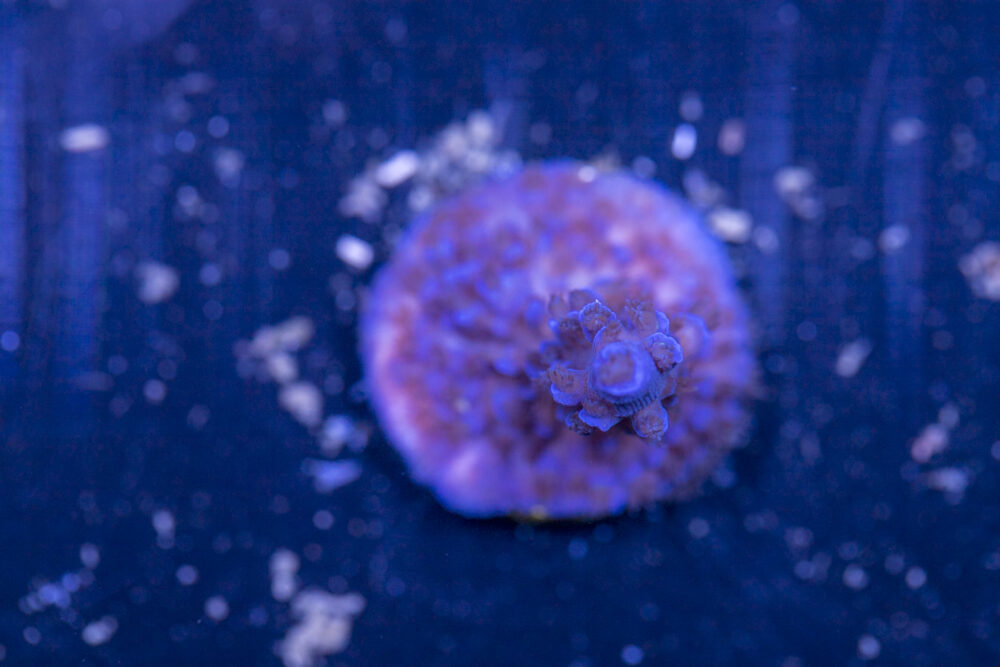 Acropora