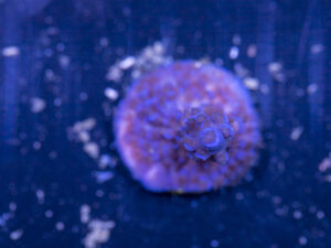 Acropora