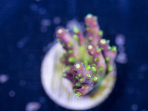 Acropora - Rainbow Loom