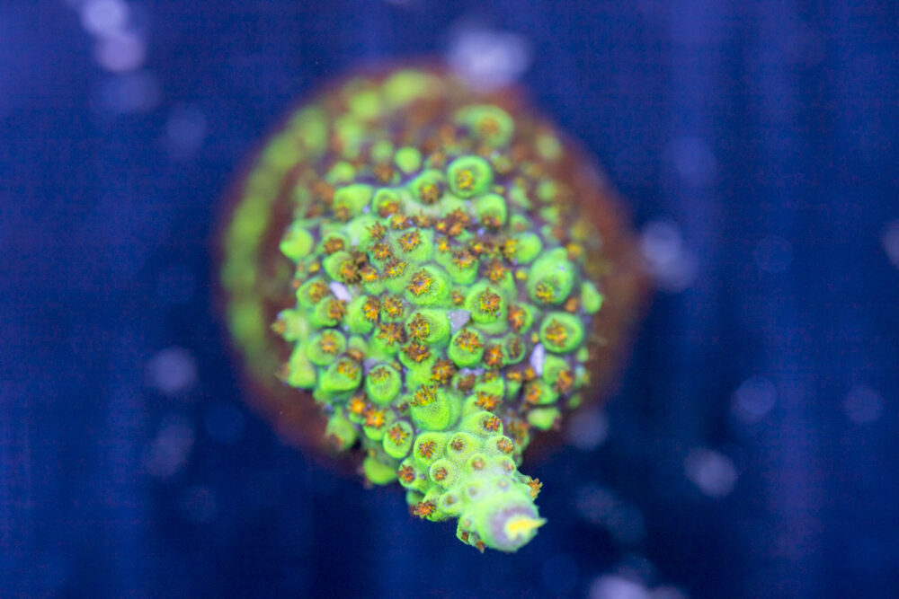 Acropora - Red Polyp Dallas