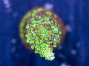 Acropora - Red Polyp Dallas