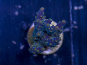 Acropora - Goosebumps