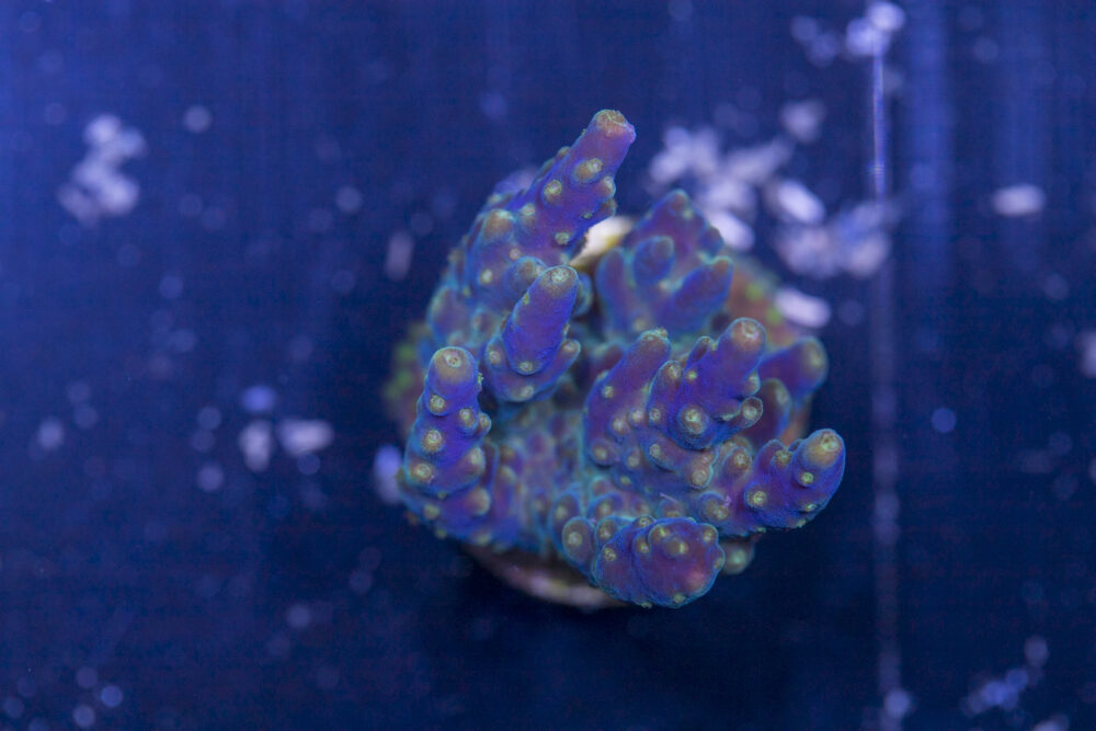 Acropora - Goosebumps