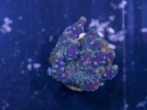 Acropora - Goosebumps
