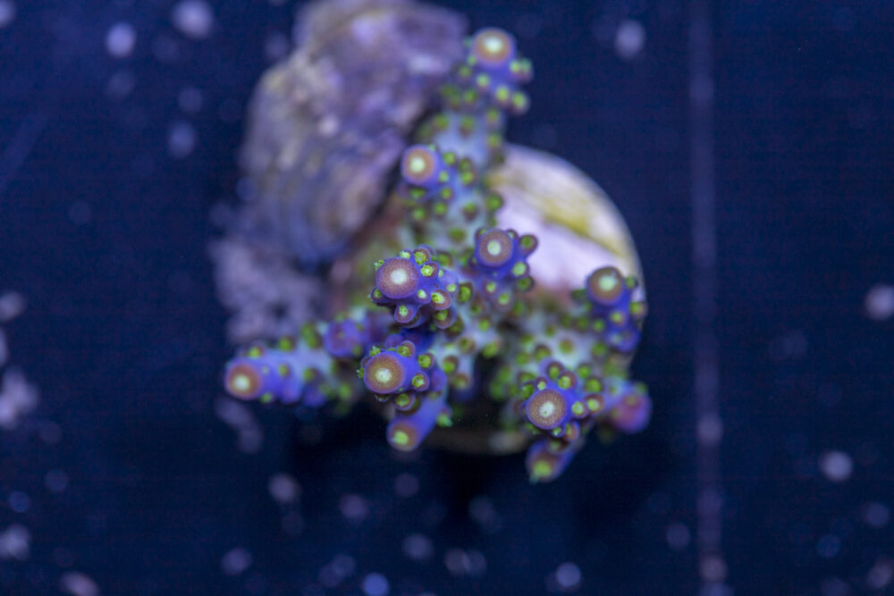 Acropora