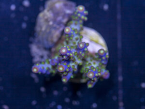Acropora