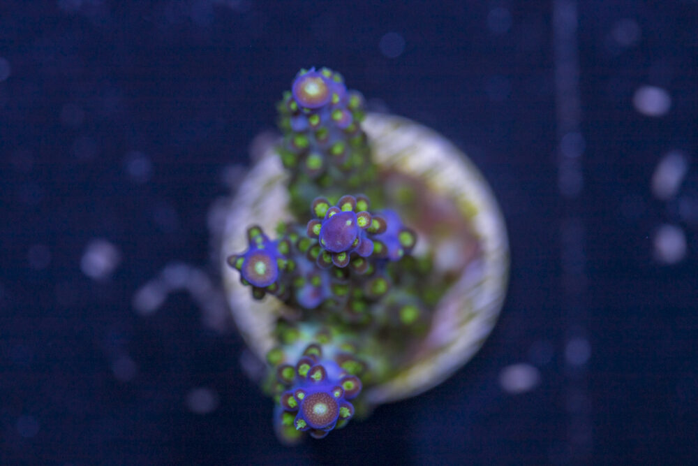 Acropora