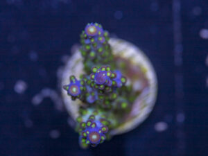 Acropora