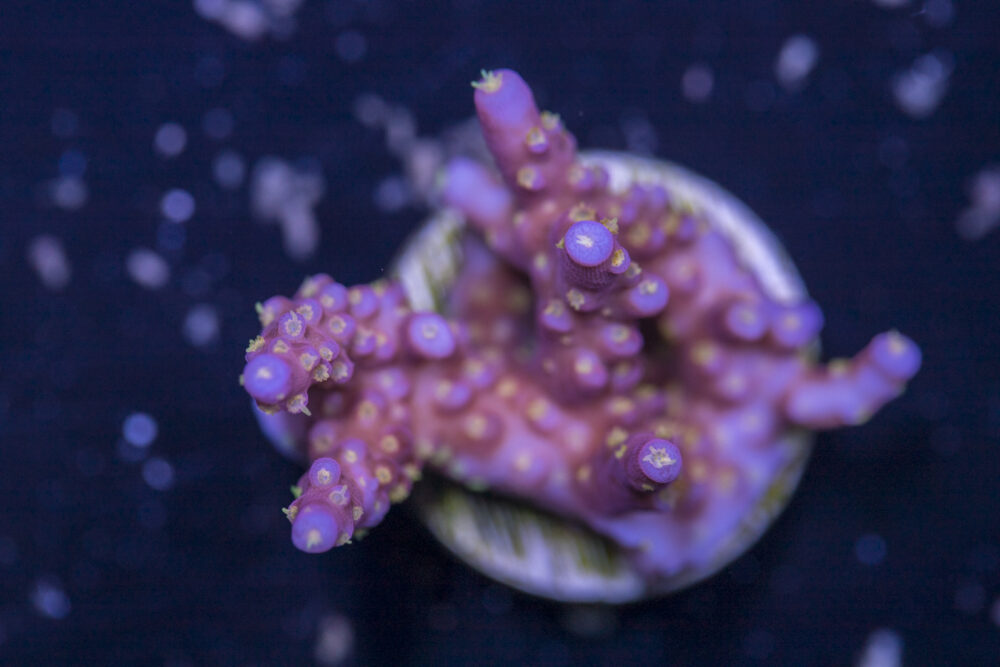 Acropora - Fireworks