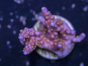 Acropora - Fireworks
