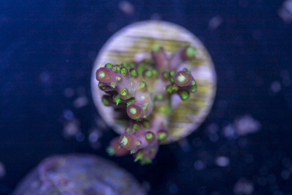 Acropora - Rainbow Loom