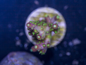 Acropora - Rainbow Loom