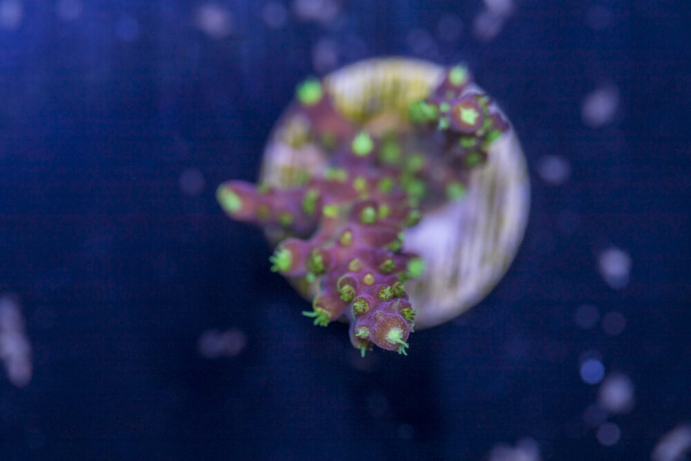 Acropora - Rainbow Loom