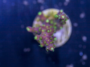 Acropora - Rainbow Loom