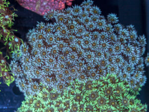 Goniopora