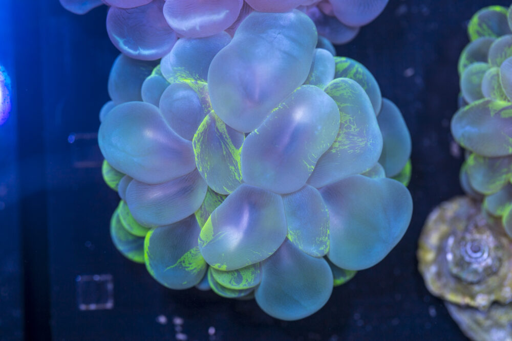 Bubble