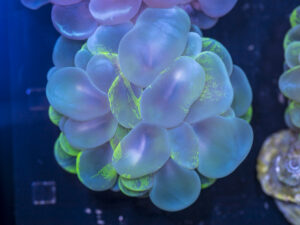 Bubble