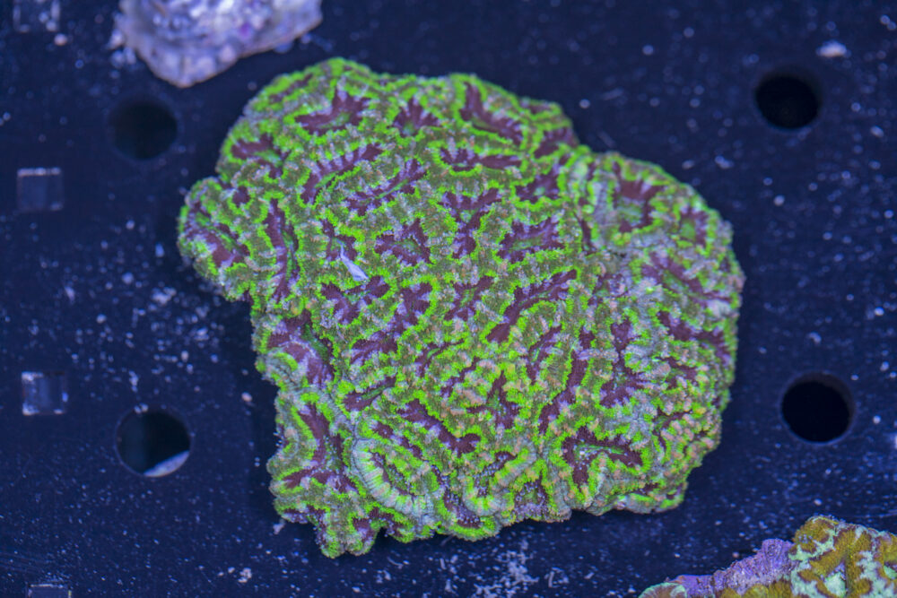 Acan - Lord Howe