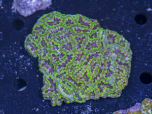 Acan - Lord Howe