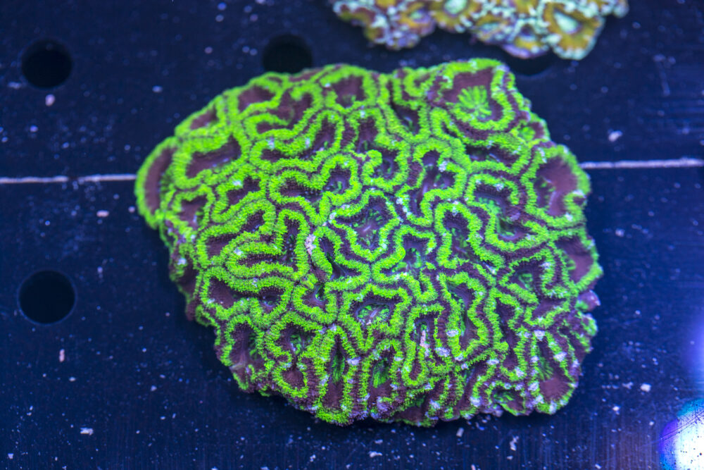 Acan - Lord Howe