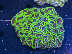 Acan - Lord Howe