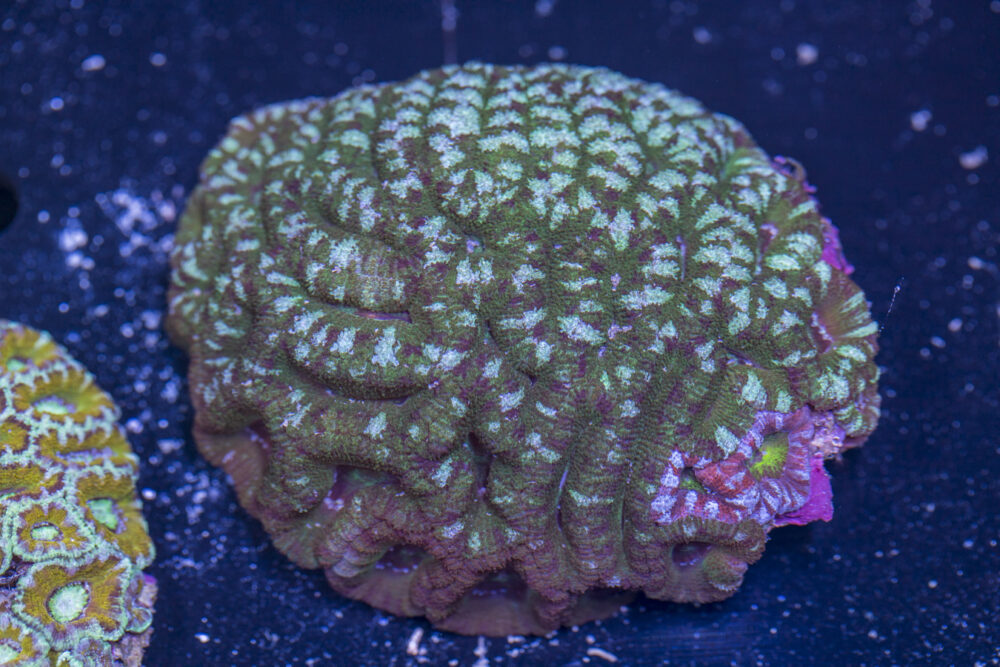 Acan - Lord Howe
