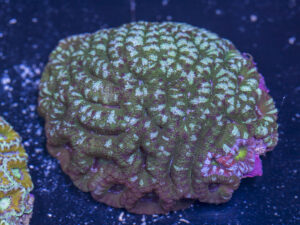 Acan - Lord Howe
