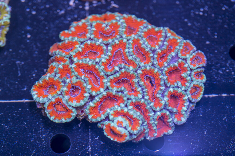 Acan - Lord Howe
