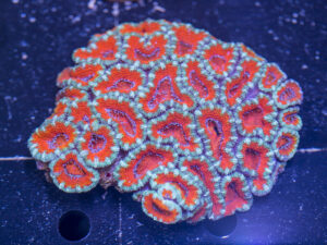 Acan - Lord Howe
