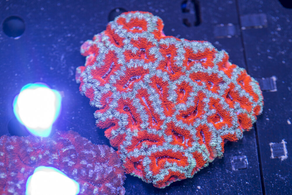 Acan - Lord Howe
