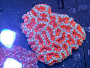 Acan - Lord Howe