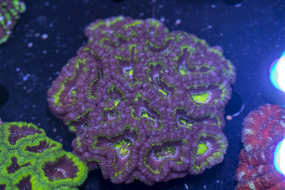 Acan - Lord Howe