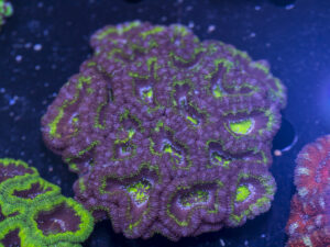 Acan - Lord Howe