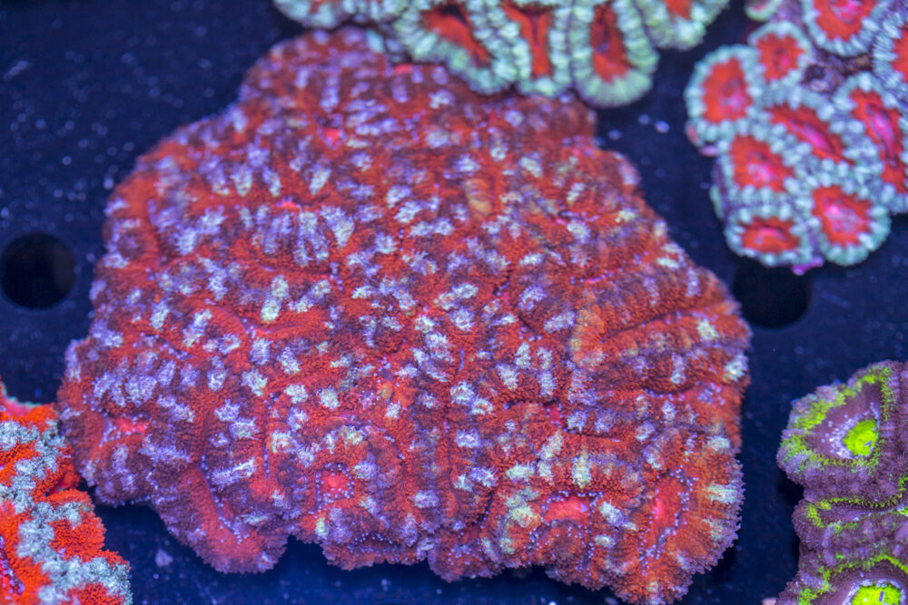 Acan - Lord Howe
