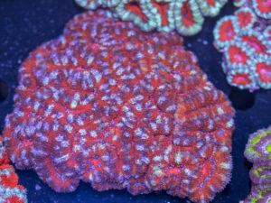 Acan - Lord Howe
