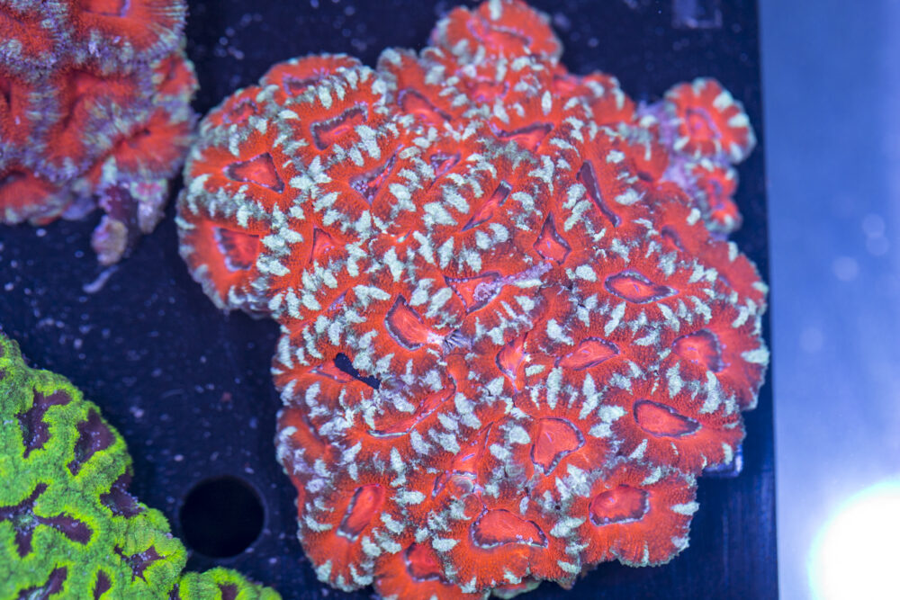 Acan - Lord Howe