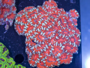 Acan - Lord Howe