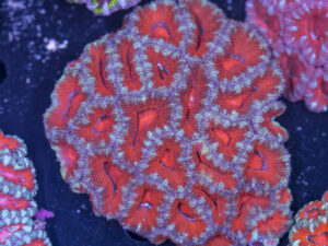 Acan - Lord Howe