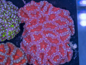 Acan - Lord Howe