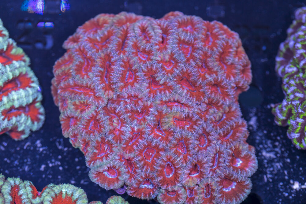 Acan - Lord Howe