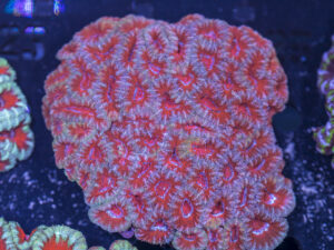 Acan - Lord Howe