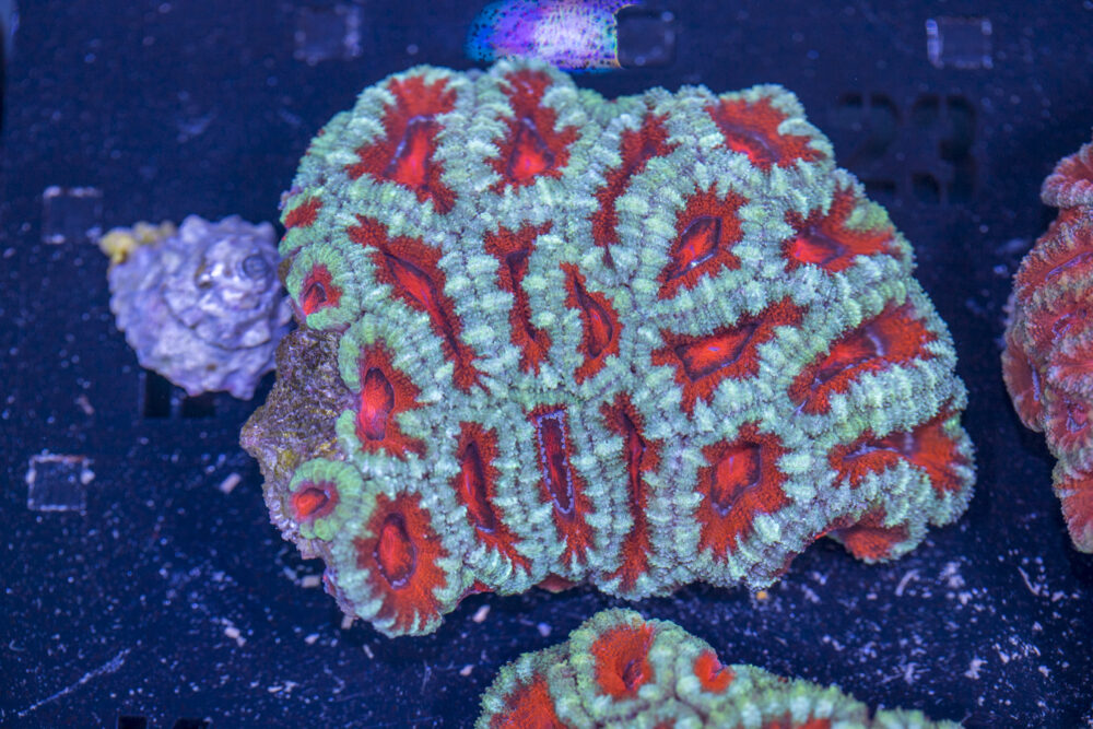 Acan - Lord Howe